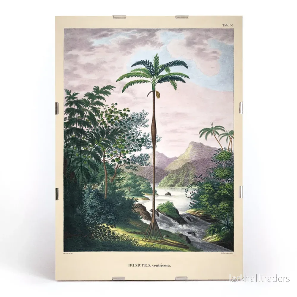 Iriartea Ventricosa Poster - Bild 3
