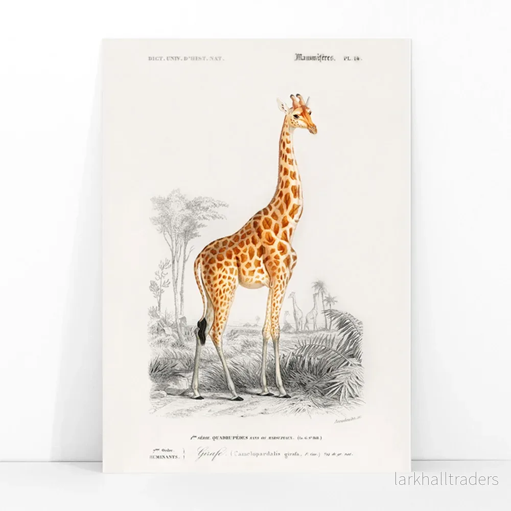 Giraffa camelopardalis Poster - Bild 3
