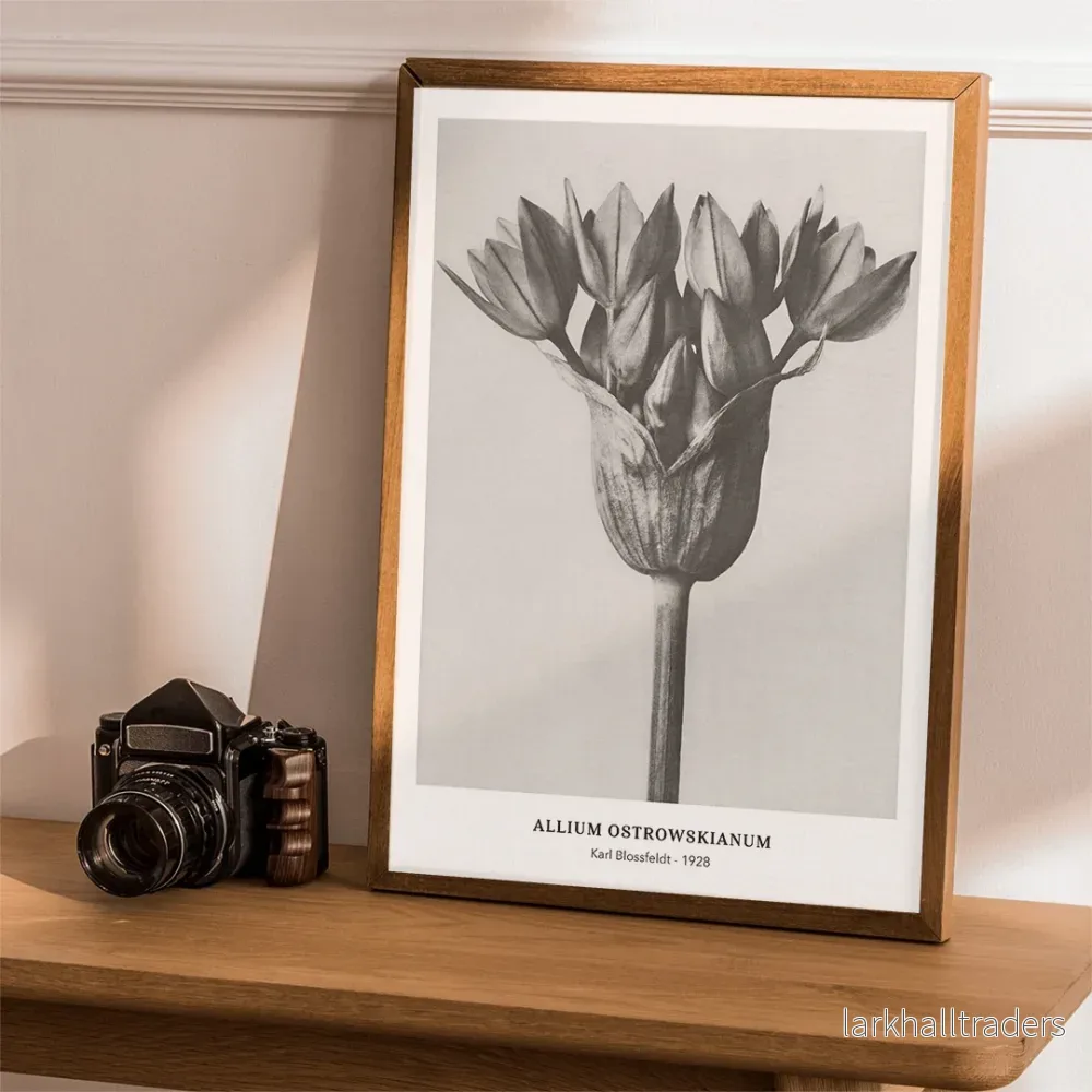 Allium Ostrowskianum Poster Allium Ostrowskianum Poster