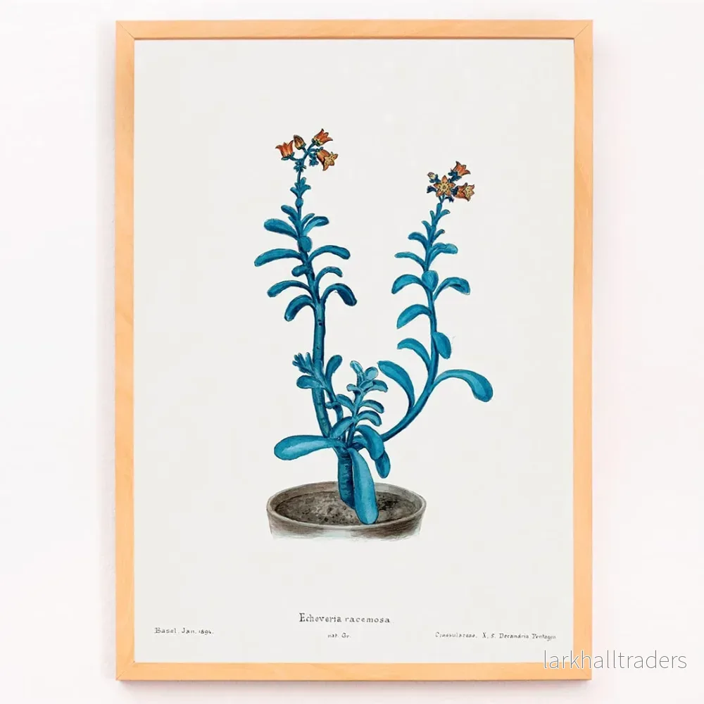 Brun socker Echeveria Poster - Bild 3