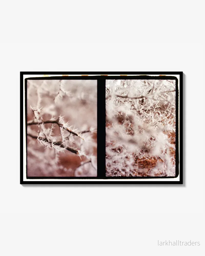 Fragile thorns – färg analogt fotografi Print