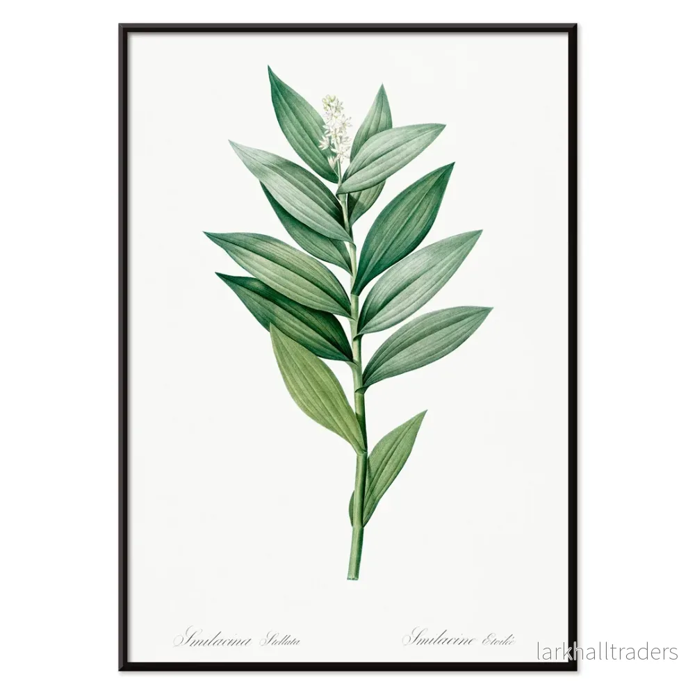 Smilacina stellata Poster - Bild 2