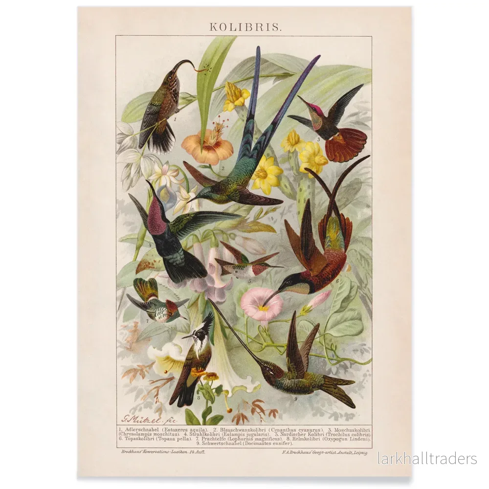 Kolibrier Poster - Bild 2
