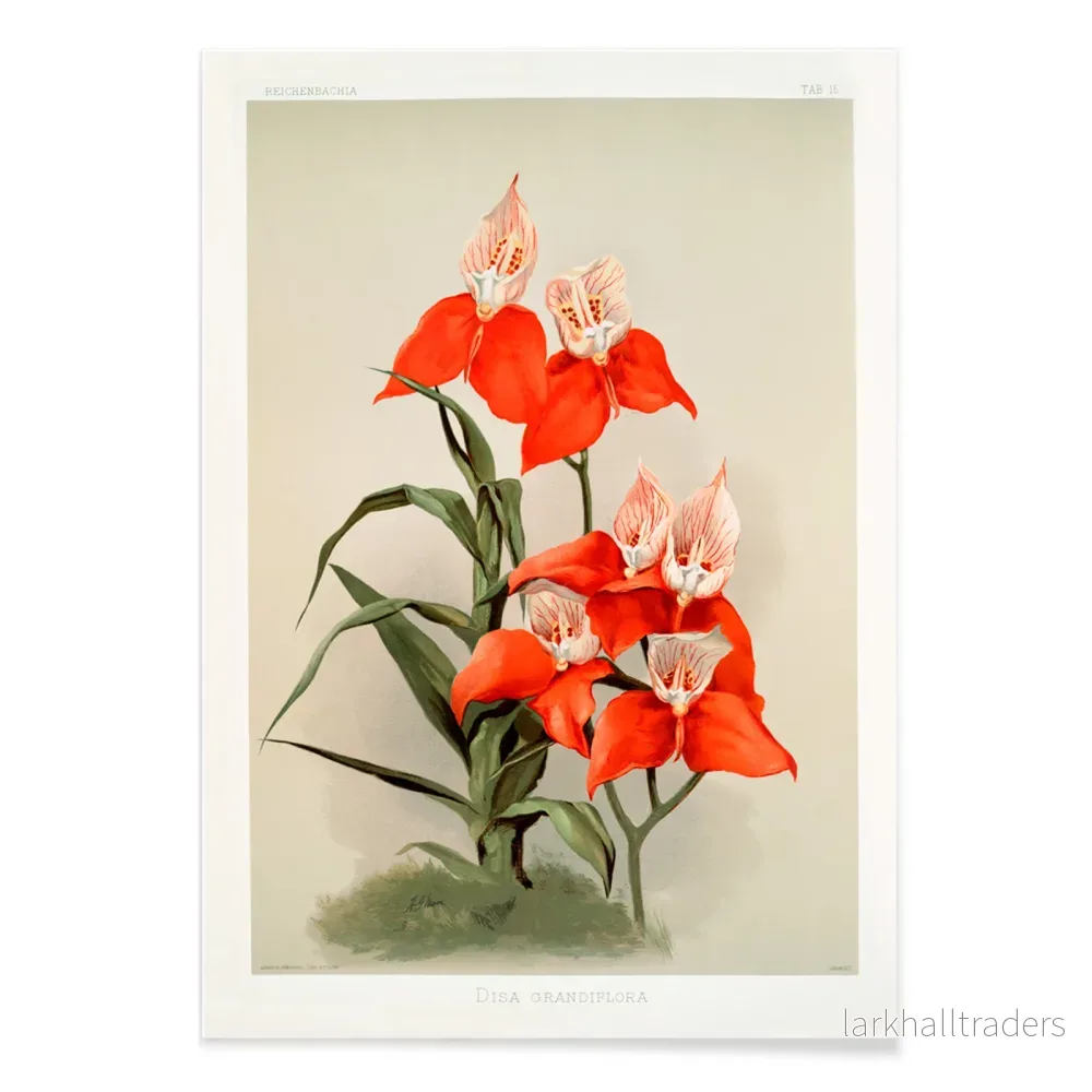 Disa grandiflora Poster - Bild 2