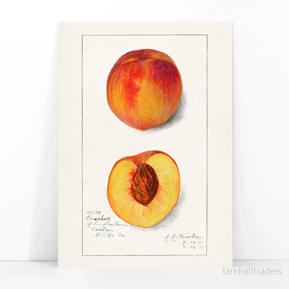 Prunus Persica Poster - Bild 3