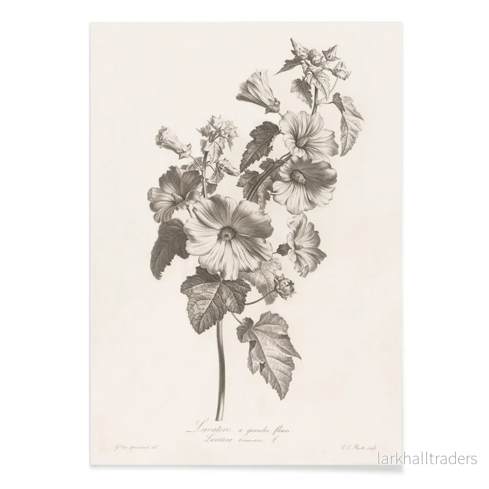 Storblommig lavatera Poster - Bild 2