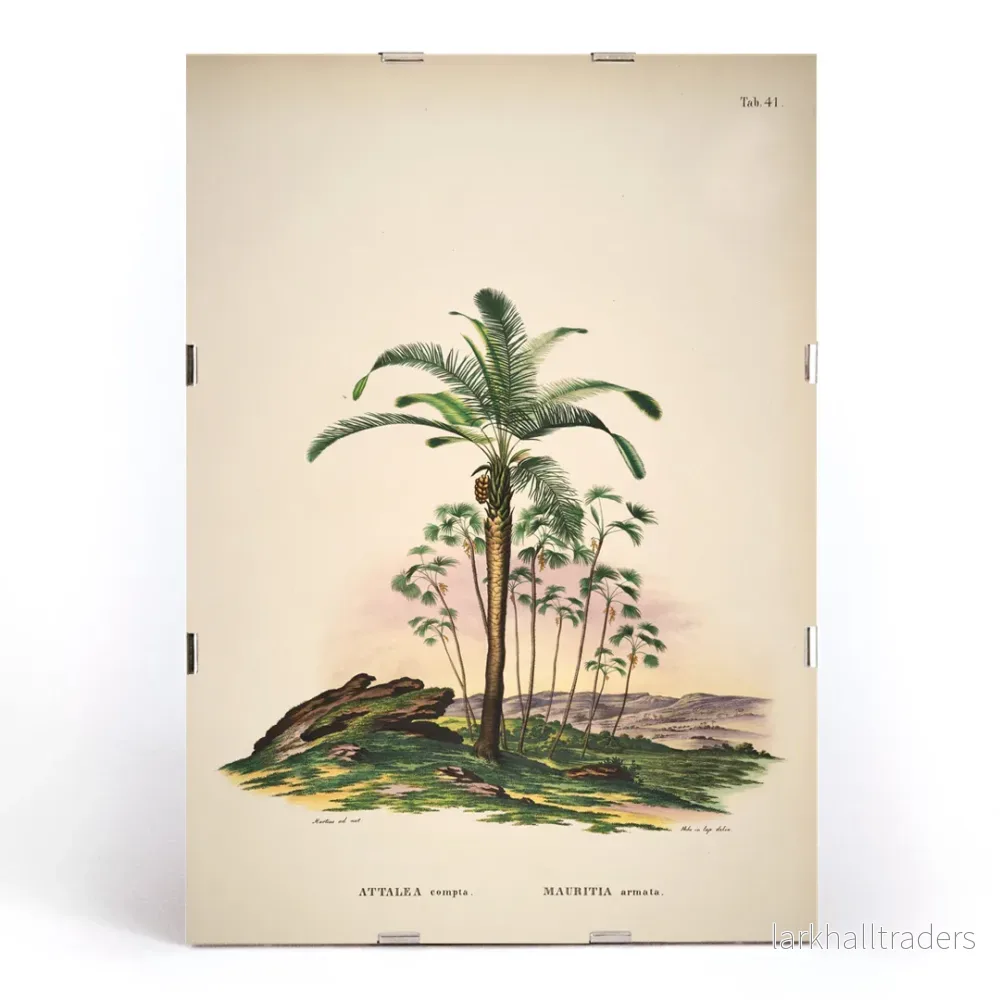 Attalea Compta 2 Poster - Bild 3