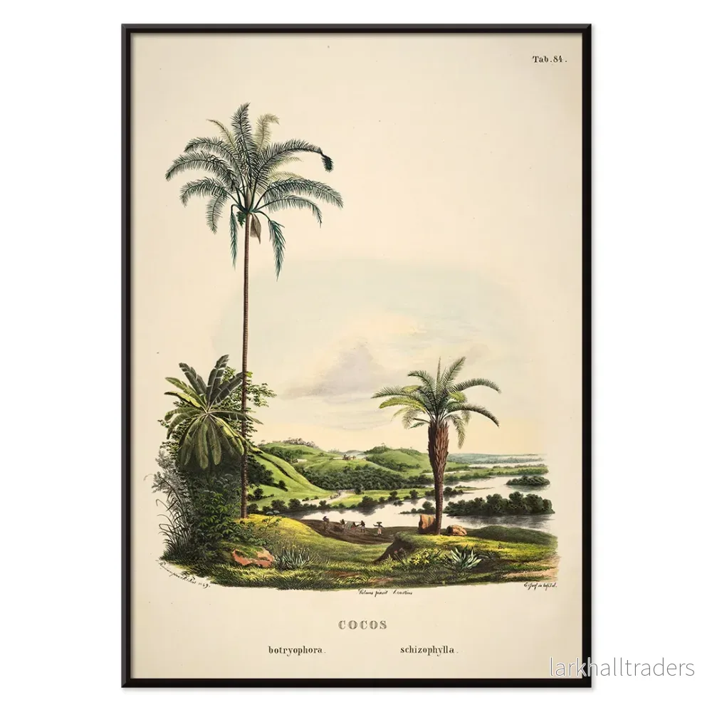 Cocos Schizophylla Poster - Bild 2