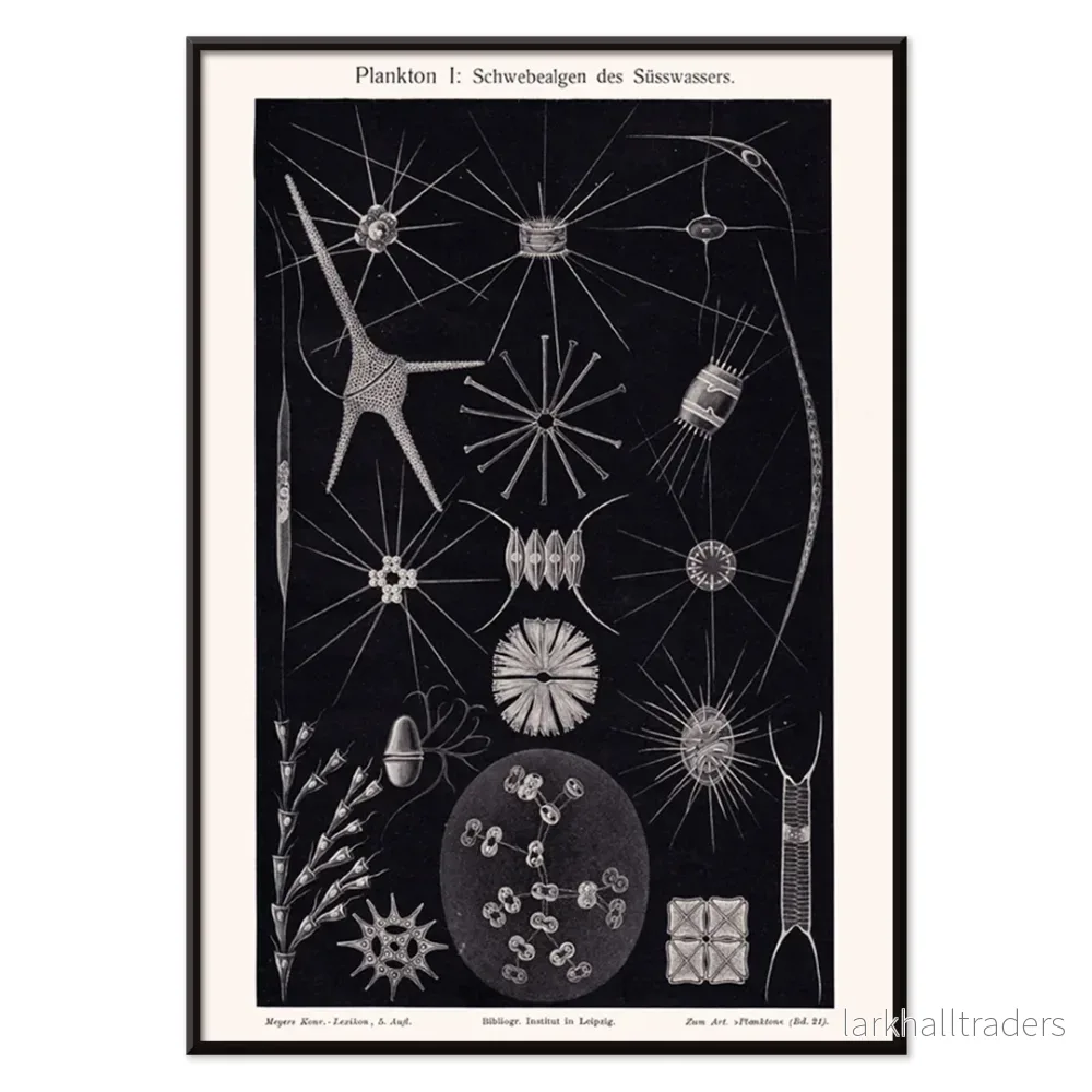 Plankton II Poster - Bild 2