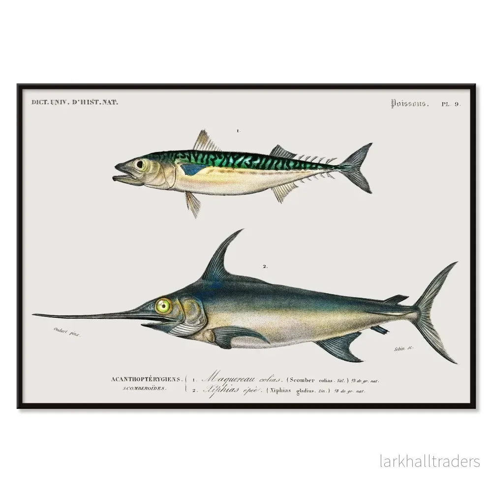 Olika fiskarter Poster - Bild 2