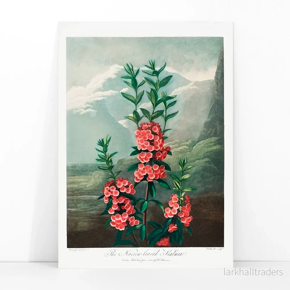 Smalbladig Kalmia Poster - Bild 3
