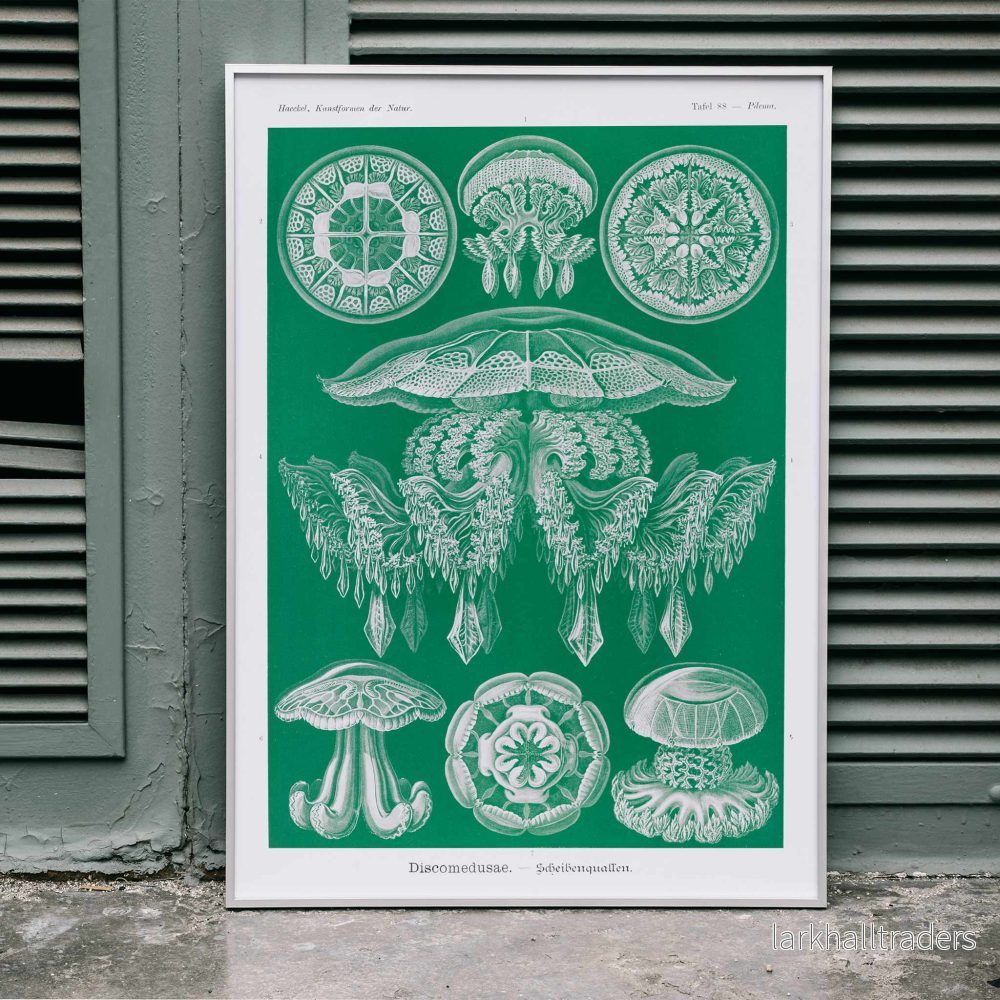 Discomedusae–skivmaneter Poster