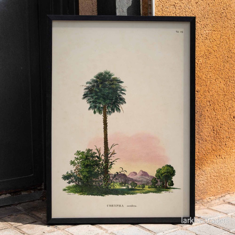 Corypha cerifera Arruda Poster