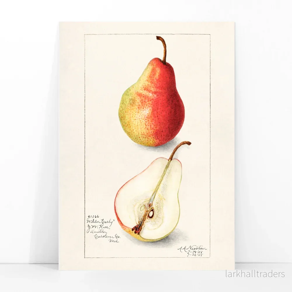 Pyrus communis 2 Poster - Bild 3