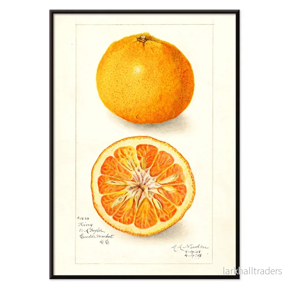 Citrus nobilis Poster - Bild 2