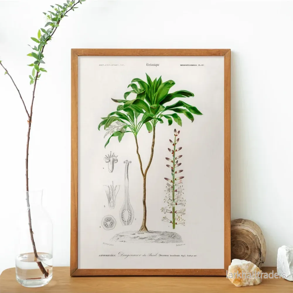 Dracaena brasiliensis Poster Dracaena brasiliensis Poster
