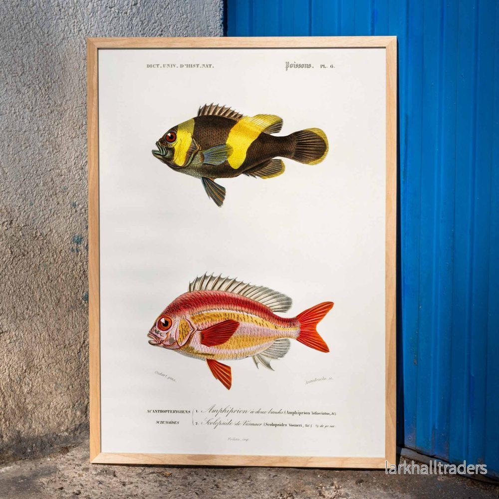 Olika fiskarter Poster Olika fiskarter Poster