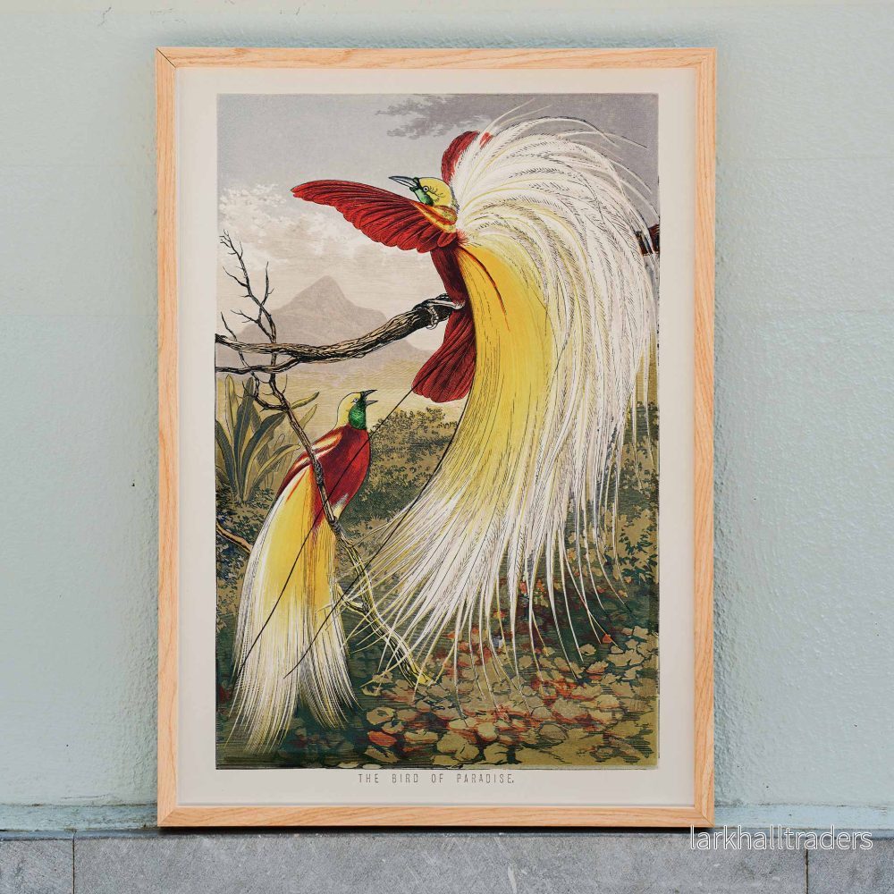 Paradisfågel Poster