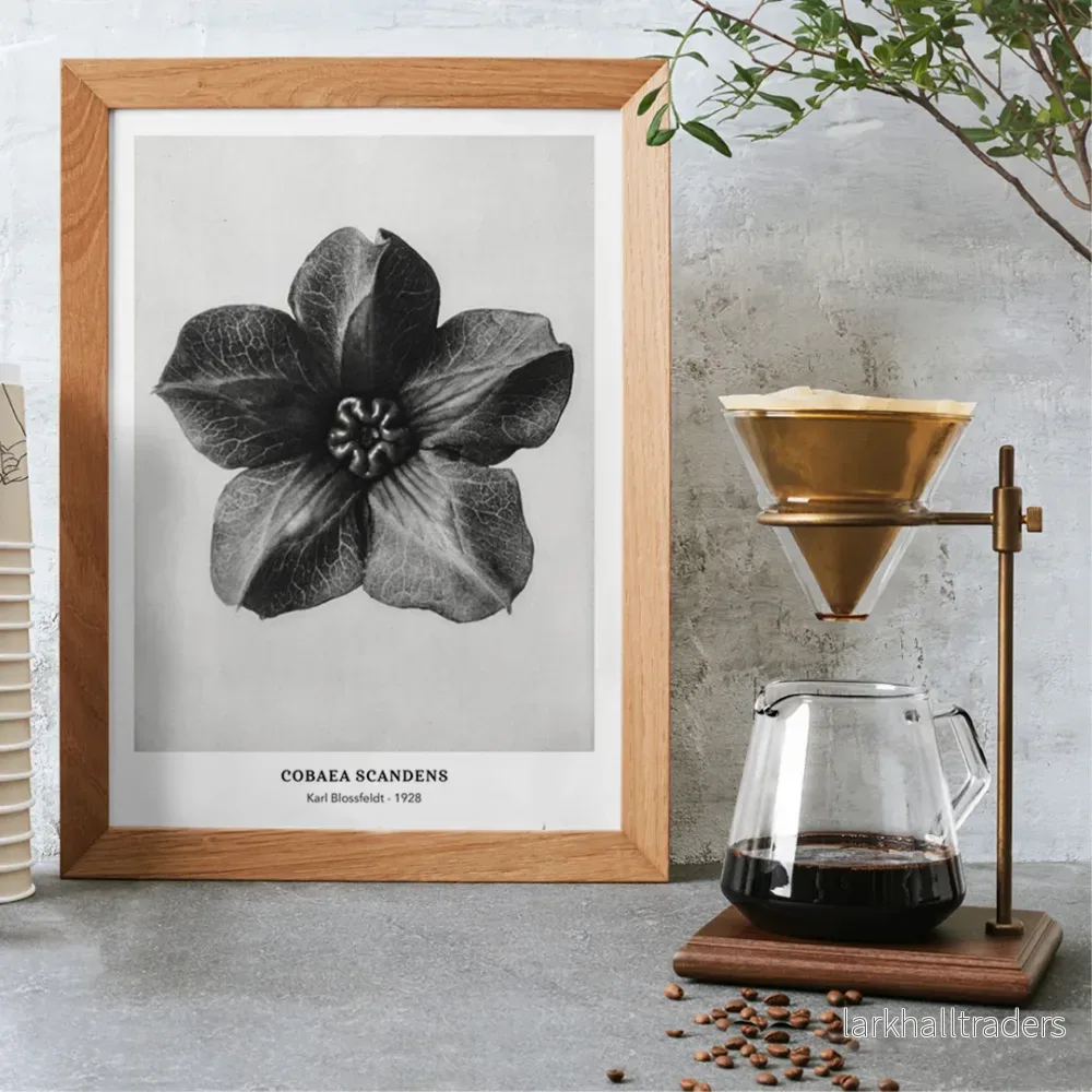 Cobea scandens Poster