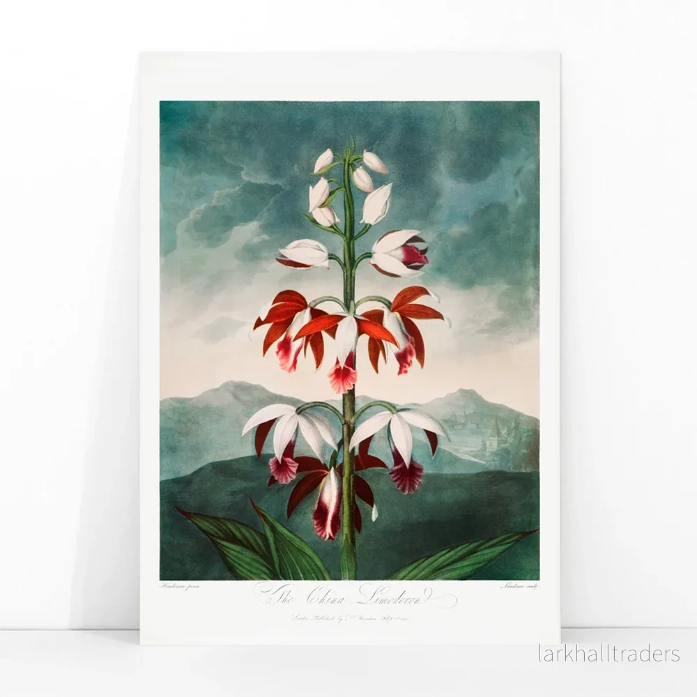 Kinesiska Limodoron Poster - Bild 3