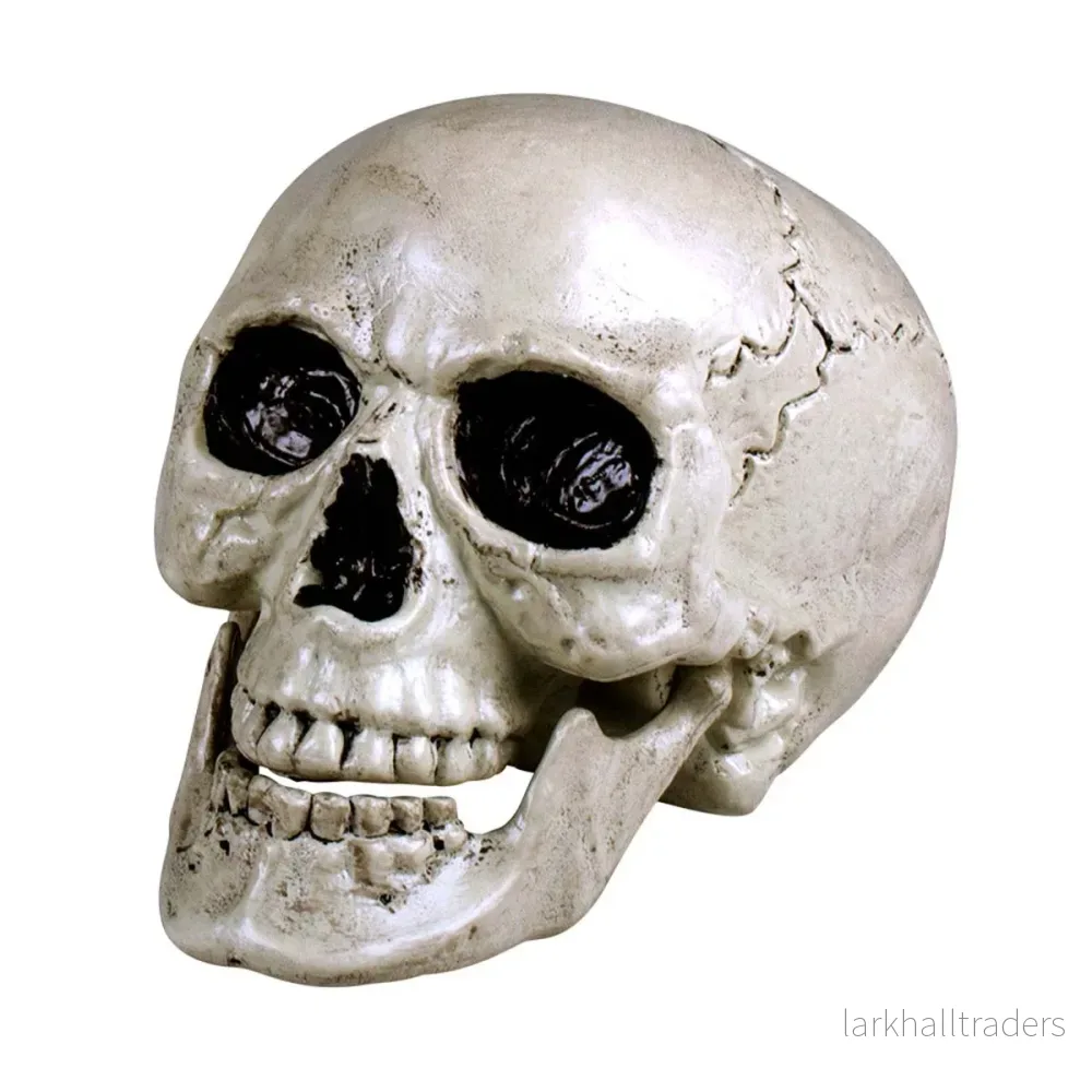 Dödskalle, Maxilla 17x17x24 cm - Bild 2