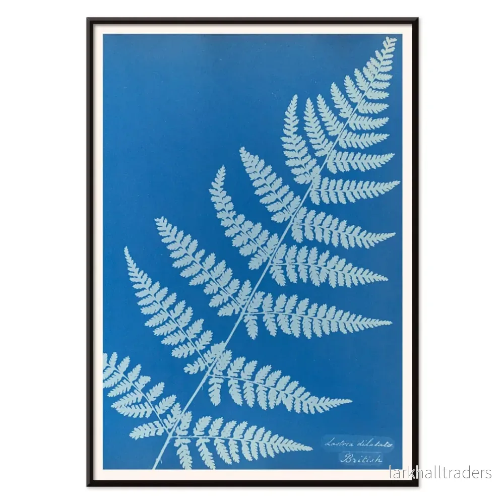 Lastrea dilatato Poster - Bild 2