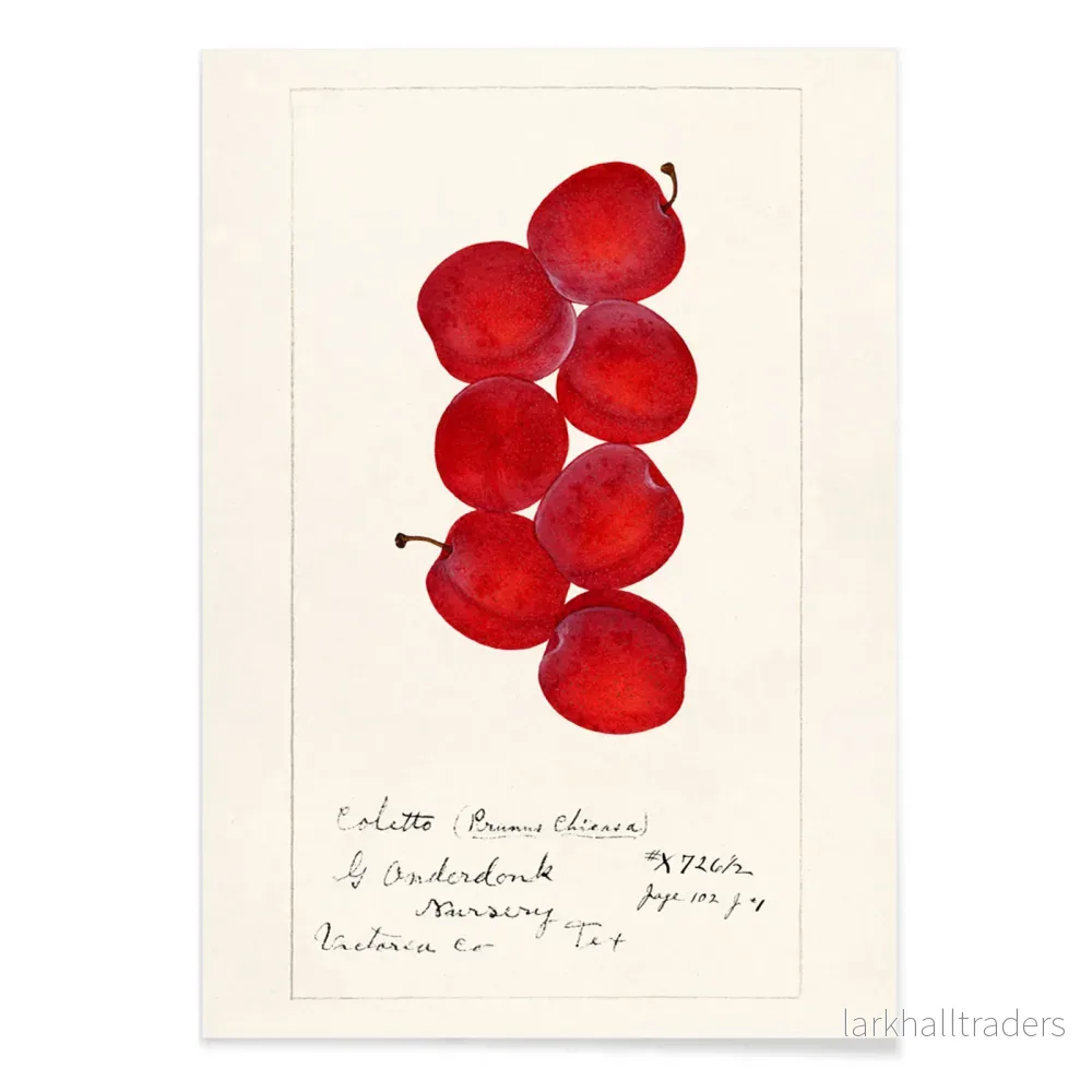 Plommon Prunus domestica Poster - Bild 2