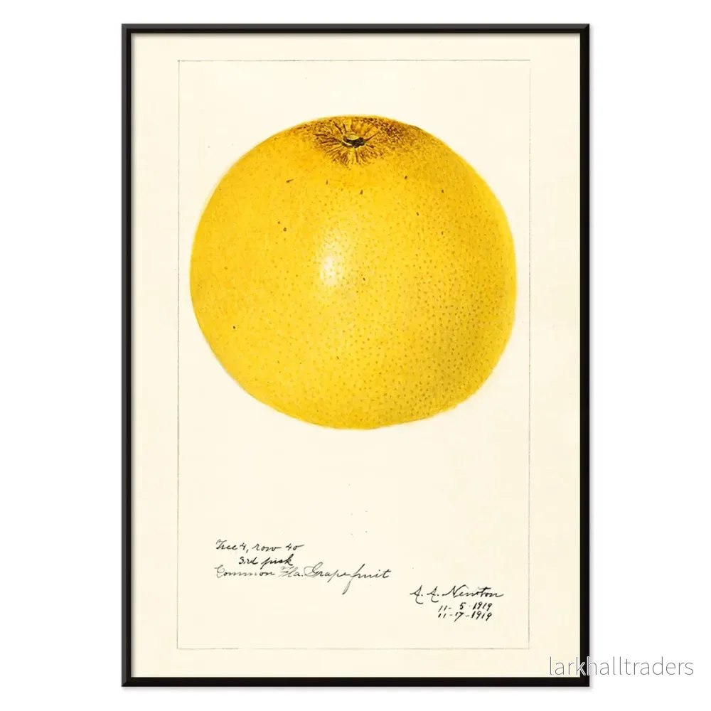 Citrus paradisi Poster - Bild 2