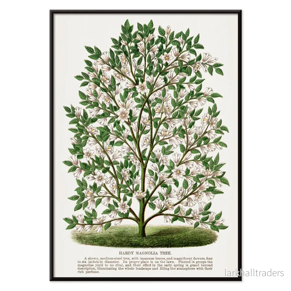 Härdig magnolia Poster - Bild 2