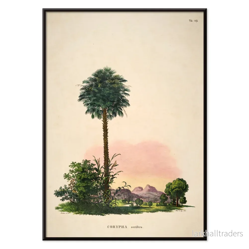 Corypha cerifera Arruda Poster - Bild 2