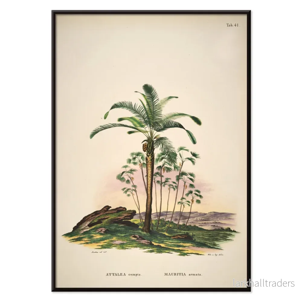 Attalea Compta 2 Poster - Bild 2