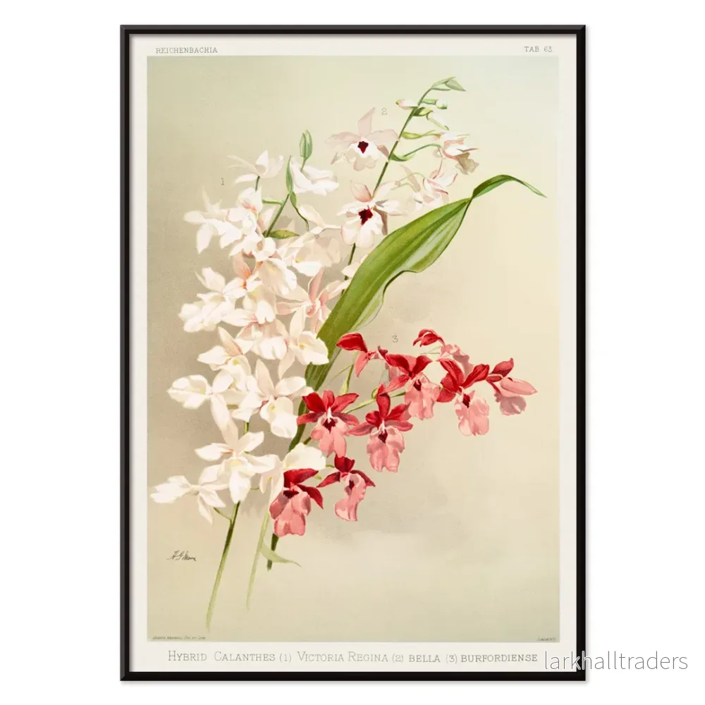 Hybrid calanthes Poster - Bild 2