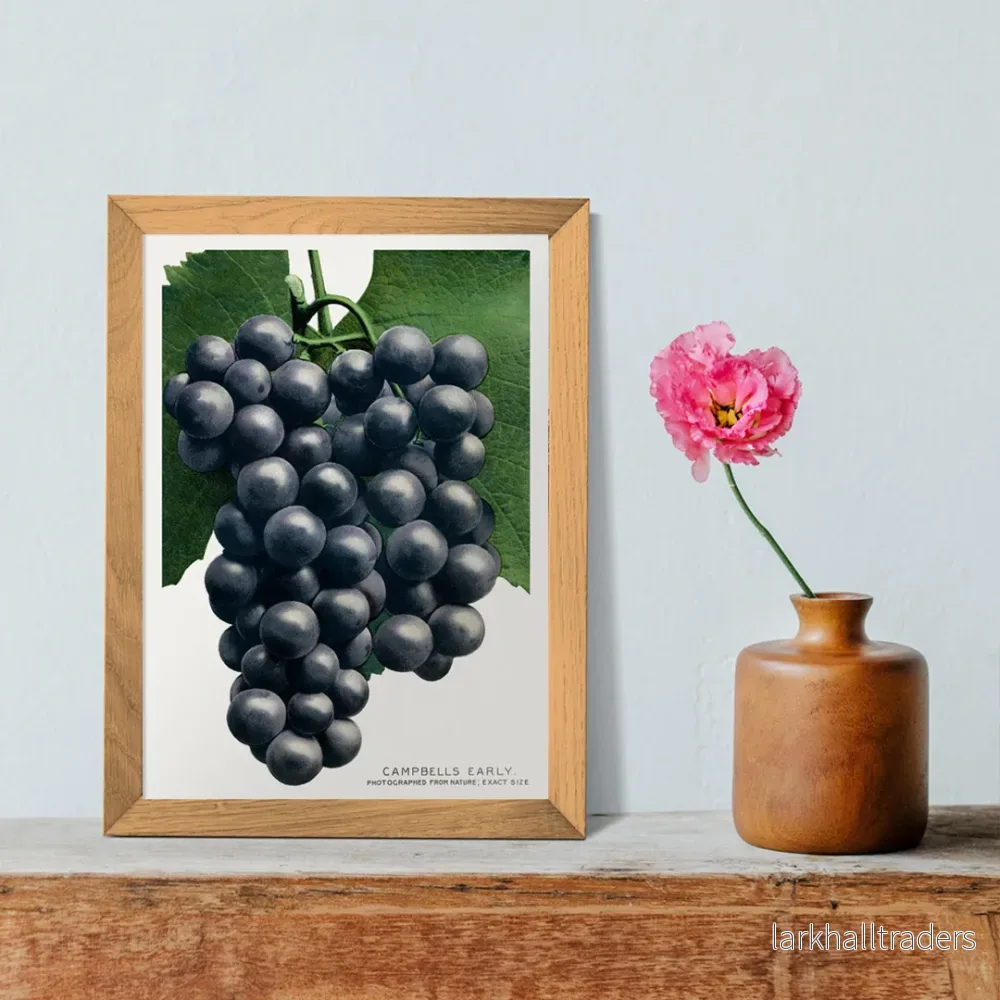 Campbells tidiga druva Poster Campbells tidiga druva Poster