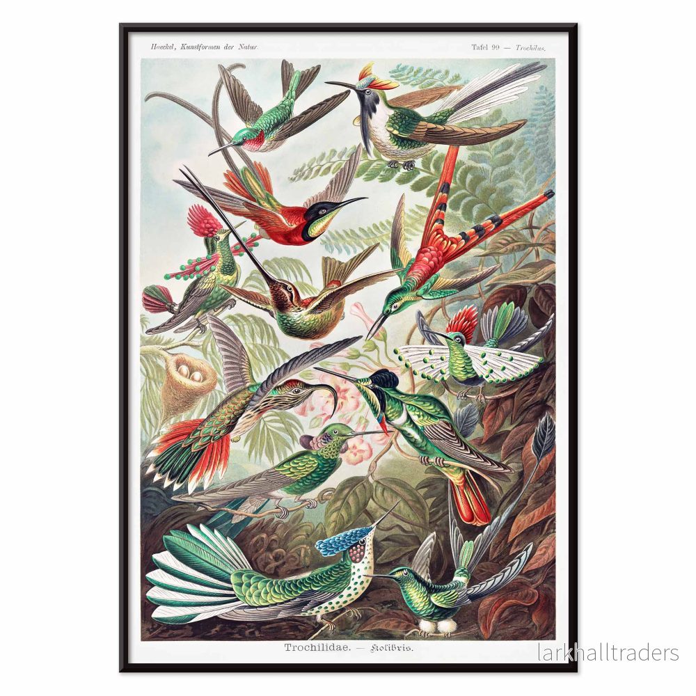 Trochilidae Poster - Bild 2