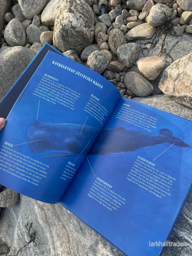 Kaskeloten - Världens största rovdjur - Bild 2