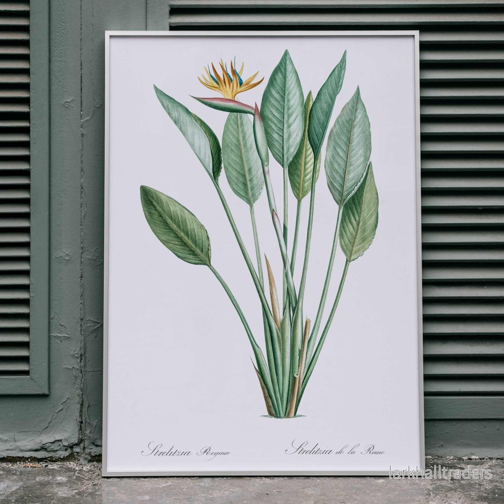 Paradisträd Poster