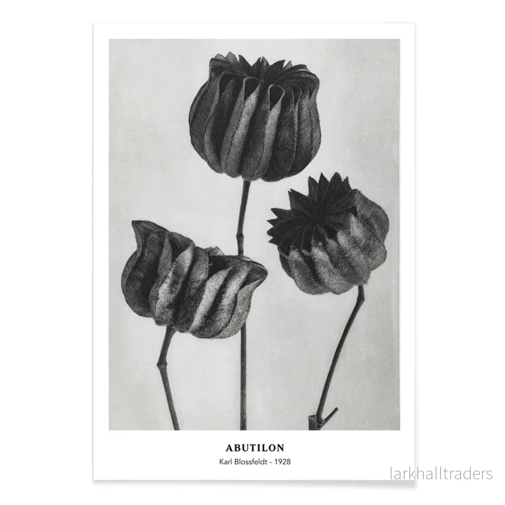 Abutilon Poster - Bild 2