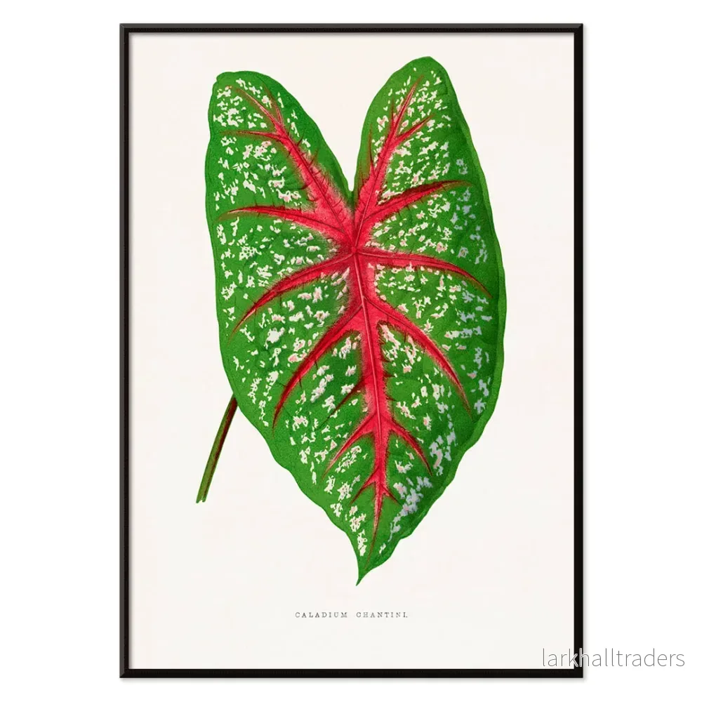 Grön Caladium Chantini Poster - Bild 2