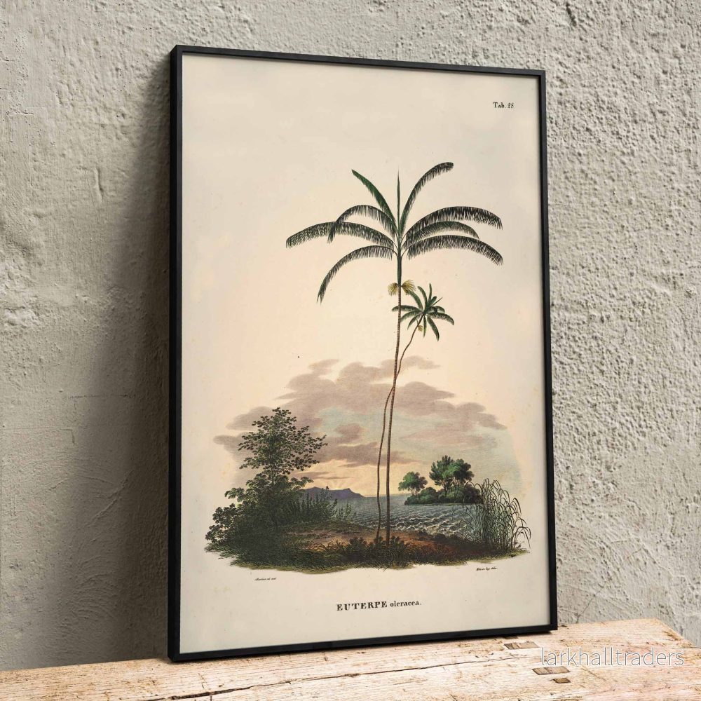 Euterpe oleracea Poster Euterpe oleracea Poster