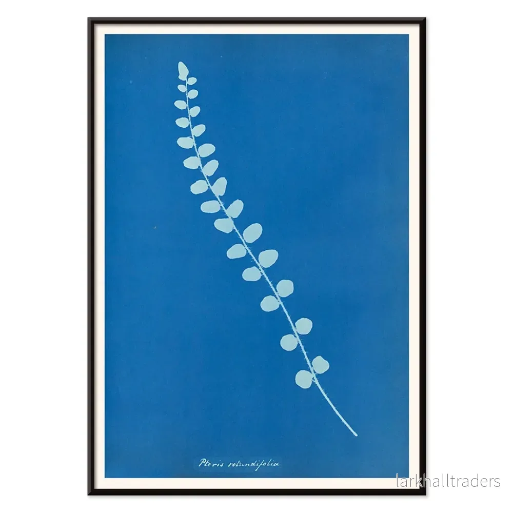 Pteris rotundifolia Poster - Bild 2