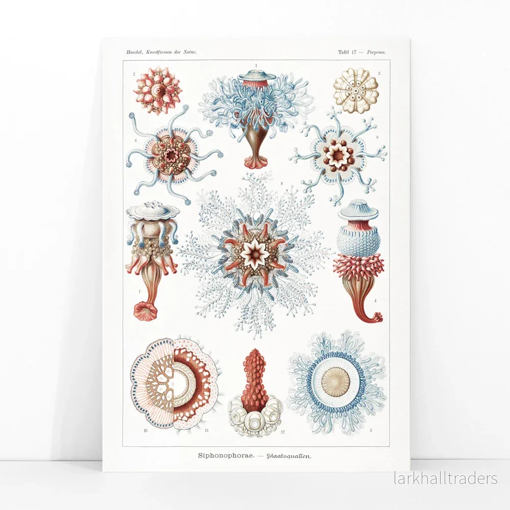 Siphonophorae Poster - Bild 3