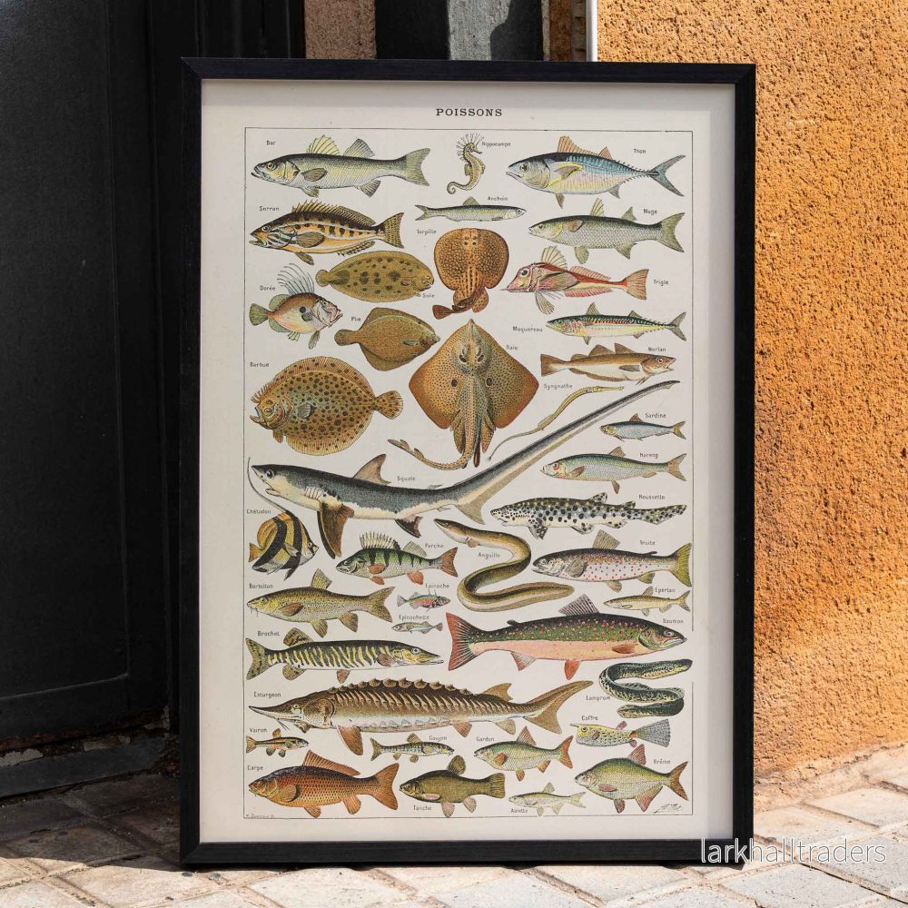 Fiskar Poster