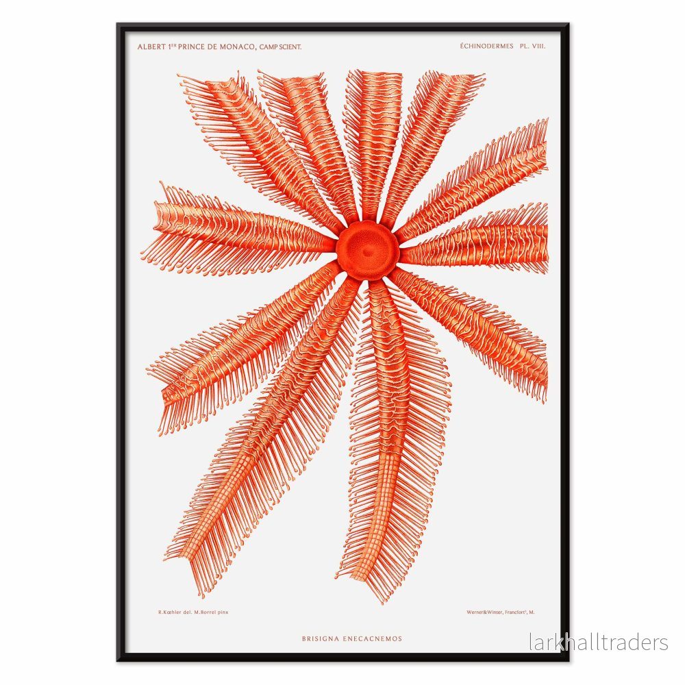 Brisingidae Poster - Bild 2