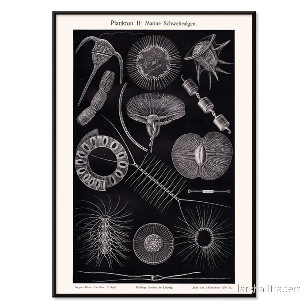 Plankton I Poster - Bild 2