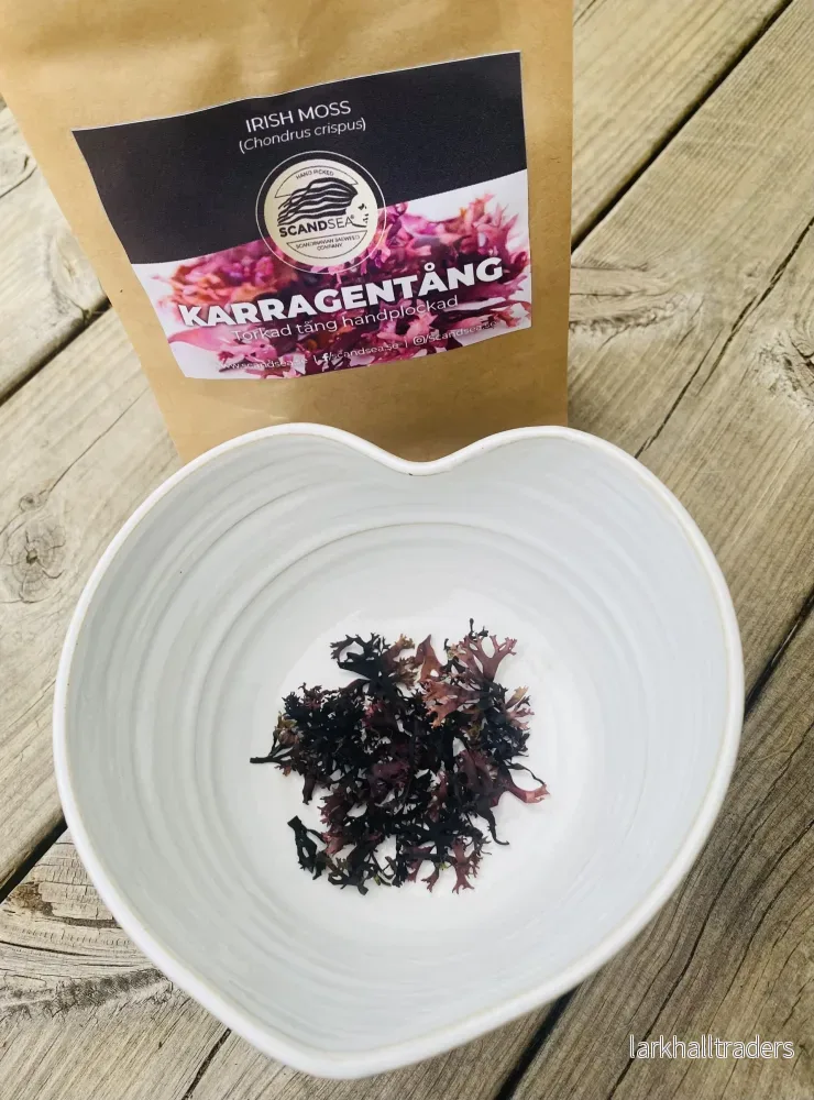 Karragentång - Bild 3