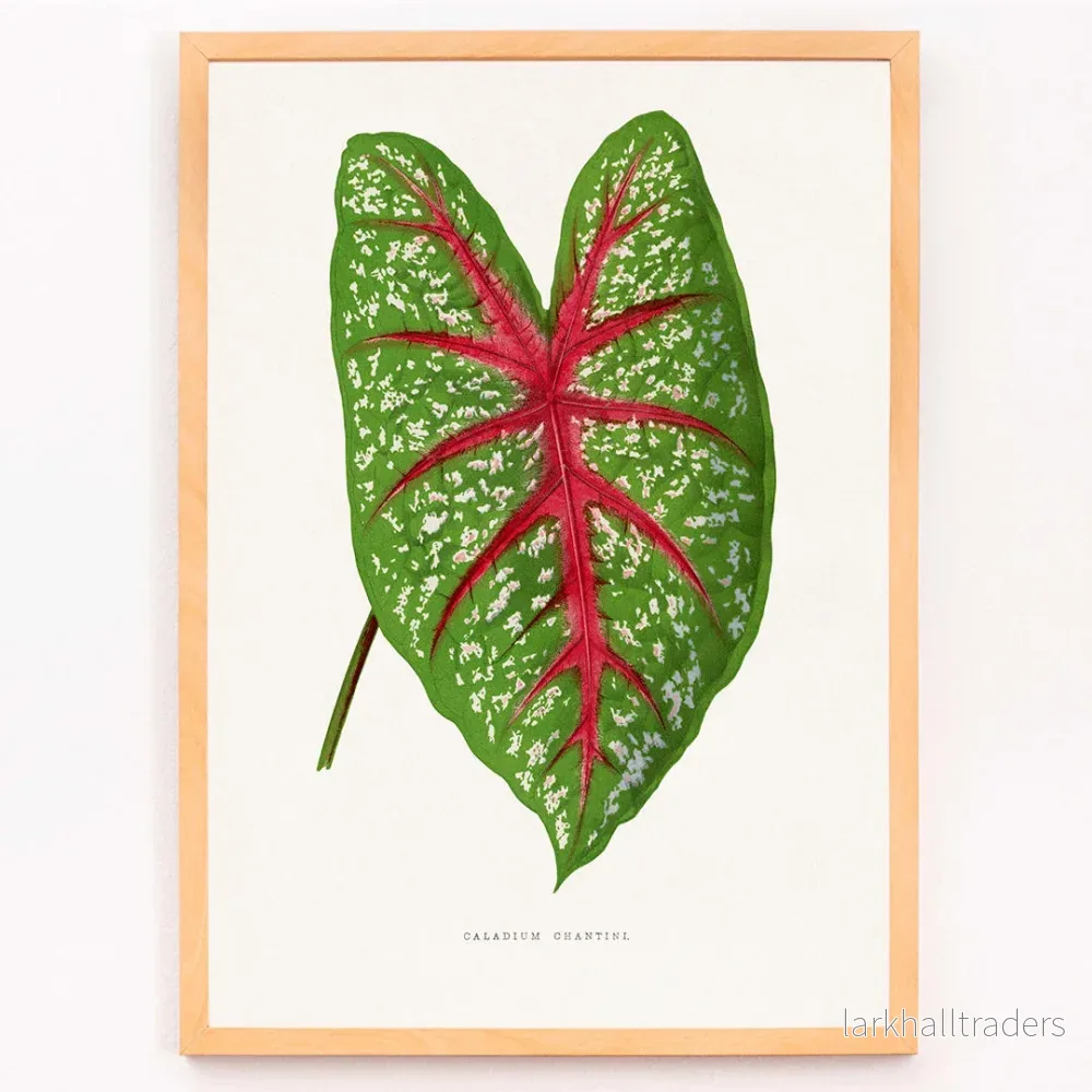 Grön Caladium Chantini Poster - Bild 3