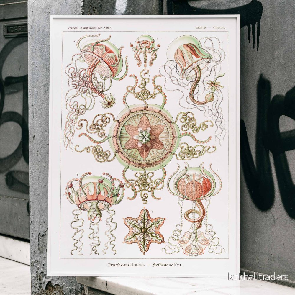 Trachomedusae Poster - Bild 3