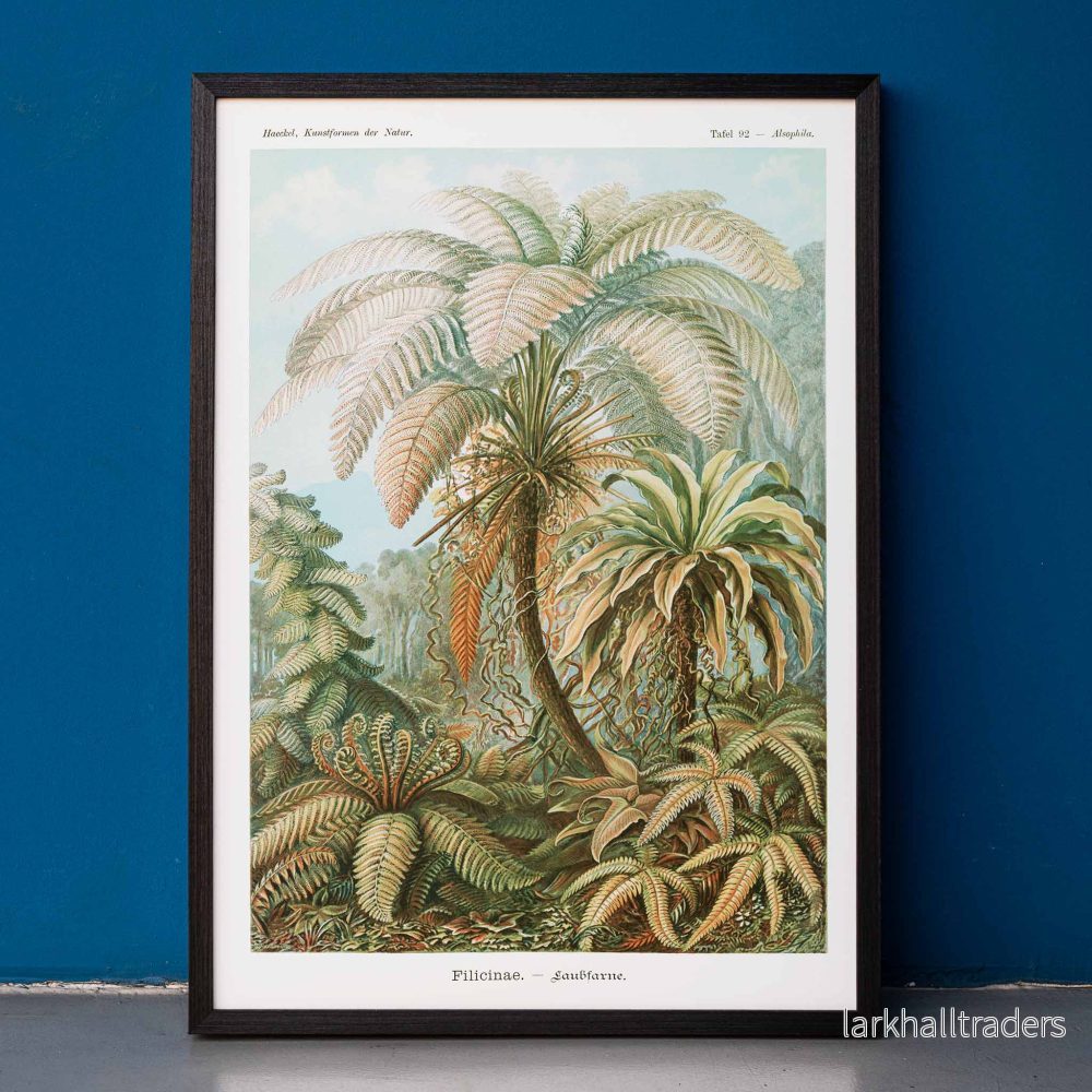 Filicinae–Laubfarne Poster Filicinae–Laubfarne Poster