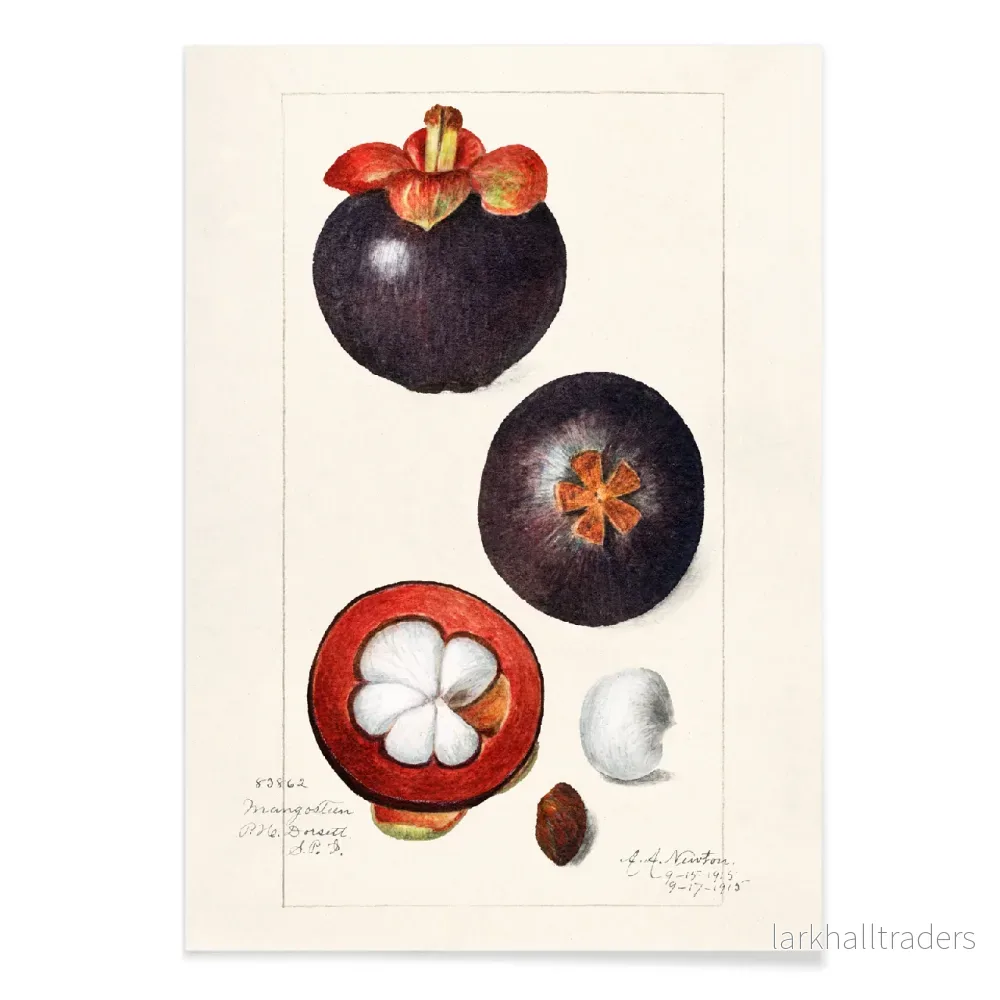 Garcinia Mangostana Poster - Bild 2