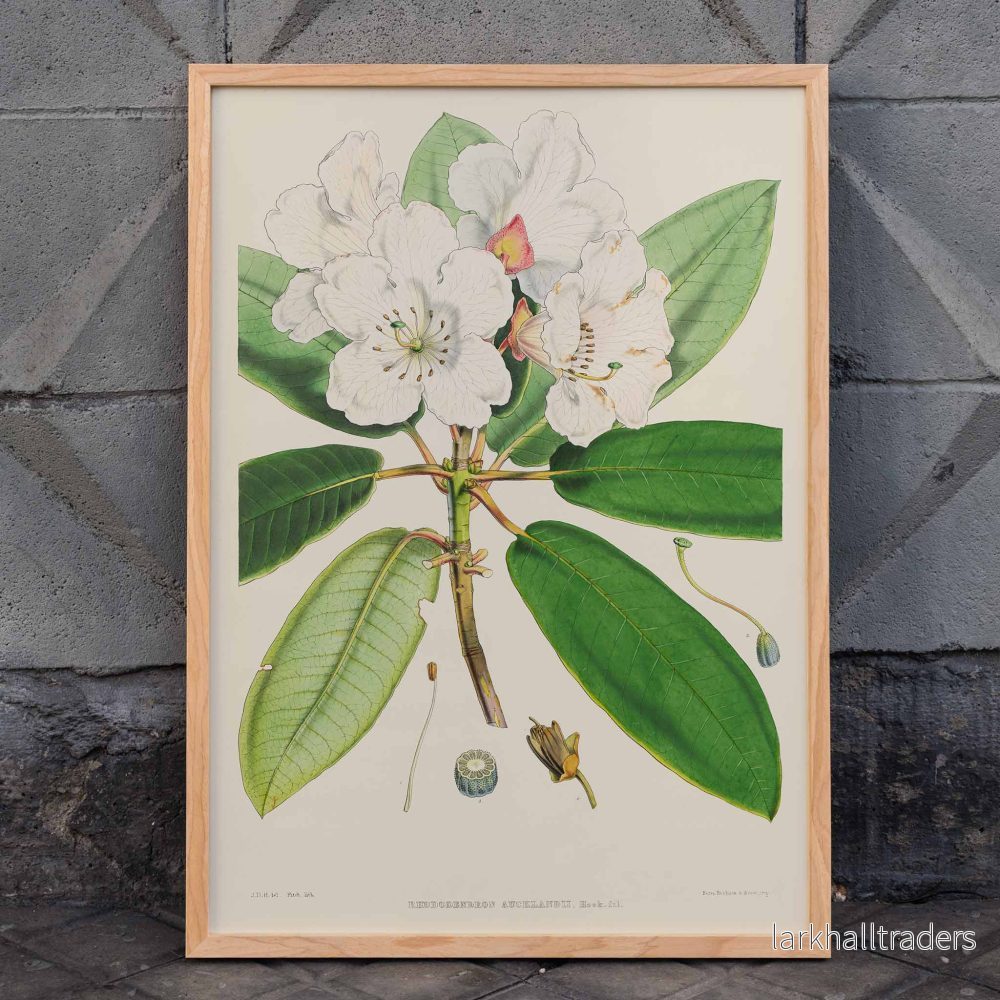 Rhododendron Poster Rhododendron Poster